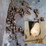 母豬便秘就用發(fā)酵飼料