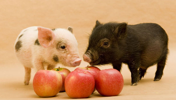 微生物發(fā)酵蛋白飼料