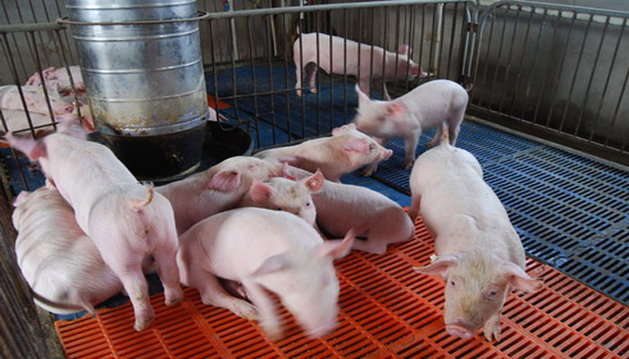 微生物發(fā)酵蛋白飼料
