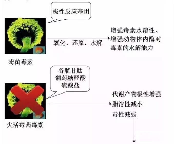 青島新康