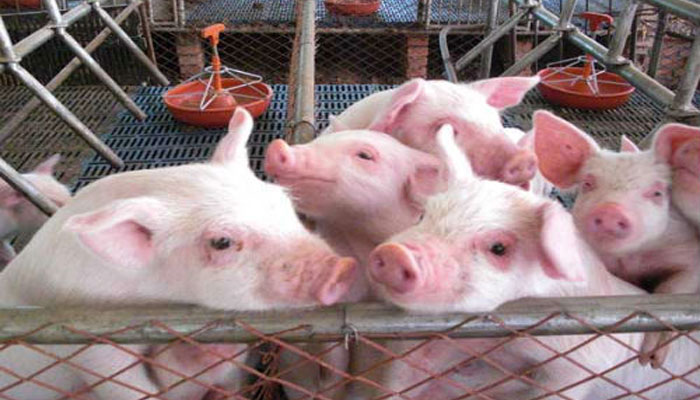 微生物發(fā)酵飼料