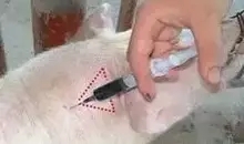 微生物發(fā)酵飼料
