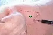 豬專用預(yù)混料