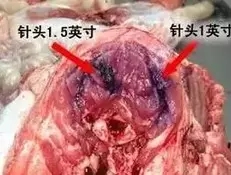 微生物發(fā)酵料