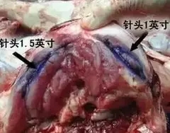 毛皮動(dòng)物預(yù)混料