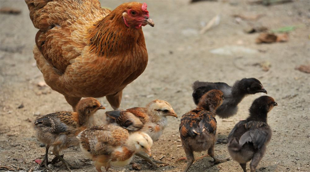 飼料加工廠