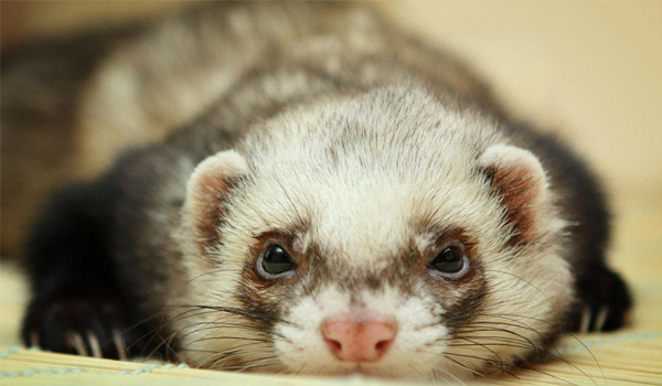毛皮動物飼料添加劑