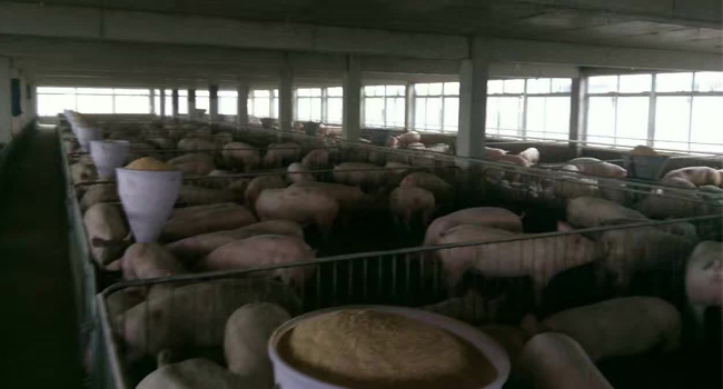 微生物發(fā)酵飼料
