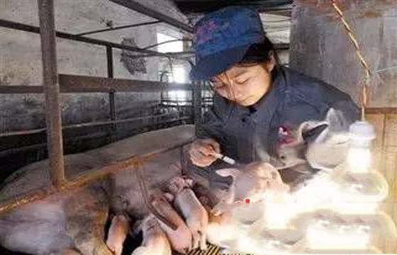 小豬補鐵