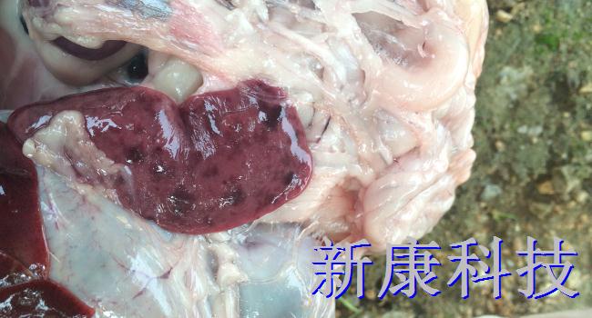 脾臟