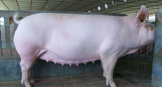 發(fā)酵飼料防治母豬便秘
