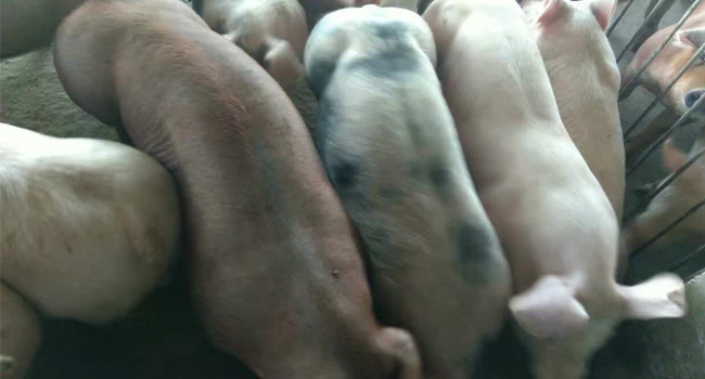 全株玉米飼料發(fā)酵喂豬降低成本