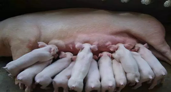 全株玉米飼料發(fā)酵技術(shù)降低養(yǎng)殖成本