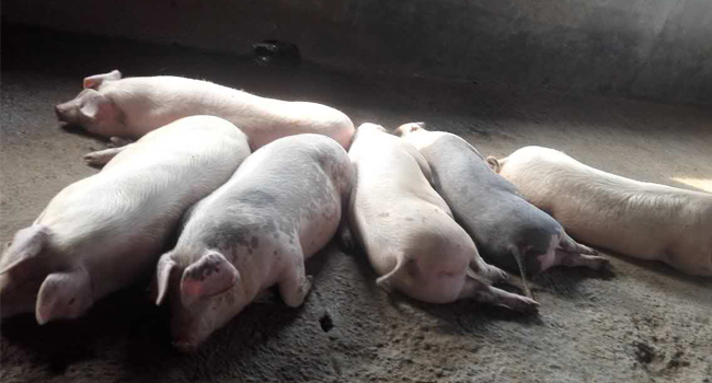 全株玉米飼料發(fā)酵技術喂豬效果好