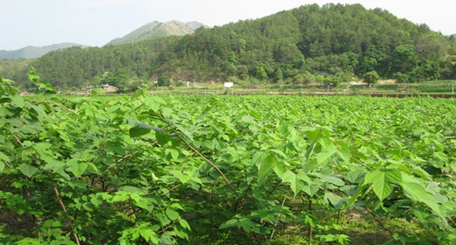 構(gòu)樹飼料發(fā)酵技術(shù)生態(tài)養(yǎng)殖