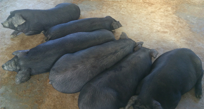 發(fā)酵飼料黑豬