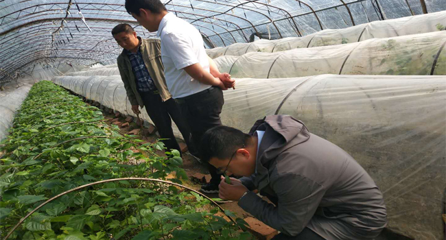 青島構(gòu)樹(shù)基地參觀交流飼料發(fā)酵技術(shù)