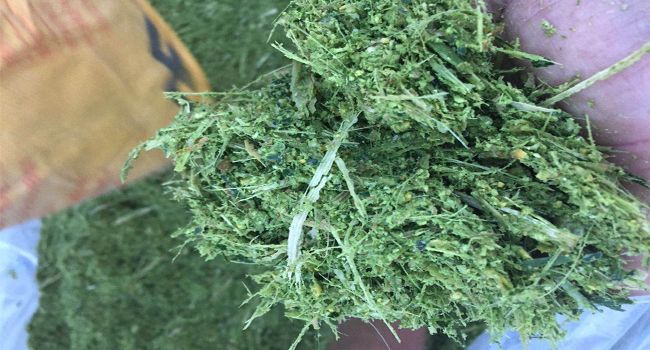 新康科技全株玉米飼料發(fā)酵技術(shù)