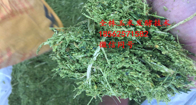 新康科技全株玉米飼料發(fā)酵技術(shù)