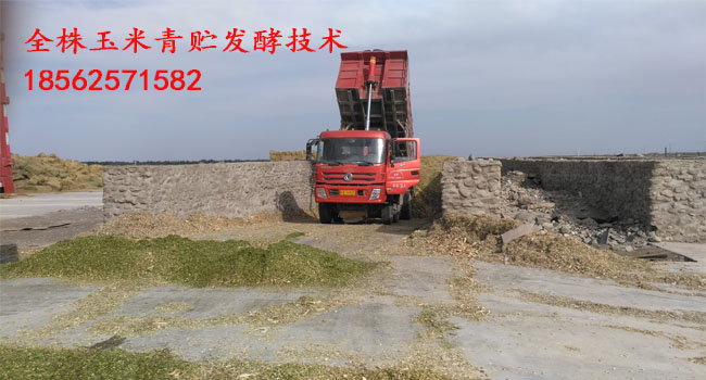 新康科技全株玉米青貯發(fā)酵技術(shù)