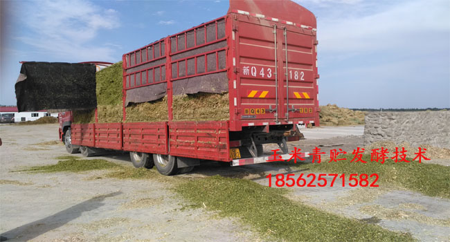 全株玉米青貯發(fā)酵技術(shù)新康科技
