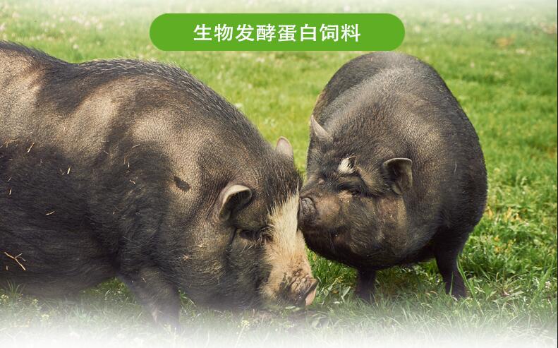 肥豬發(fā)酵飼料
