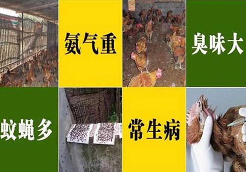 雞舍問(wèn)題