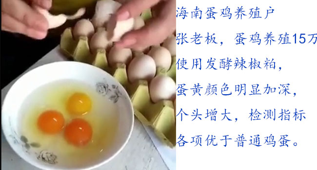 蛋雞發(fā)酵辣椒粕飼料效果